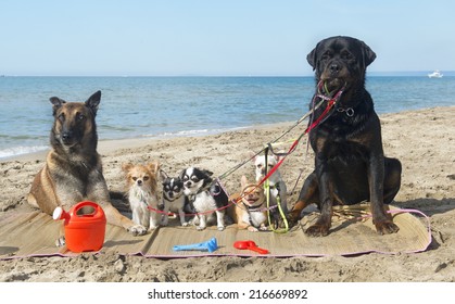 Group Of Purebred Dogs On The Beach