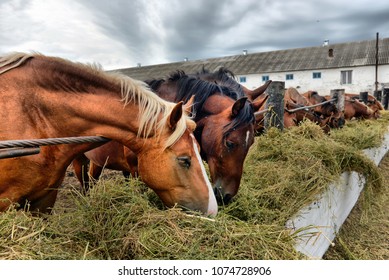 Group of purebred horses eating hay on rural animal farm. Herd of horses chewing fresh hay on ranch summertime