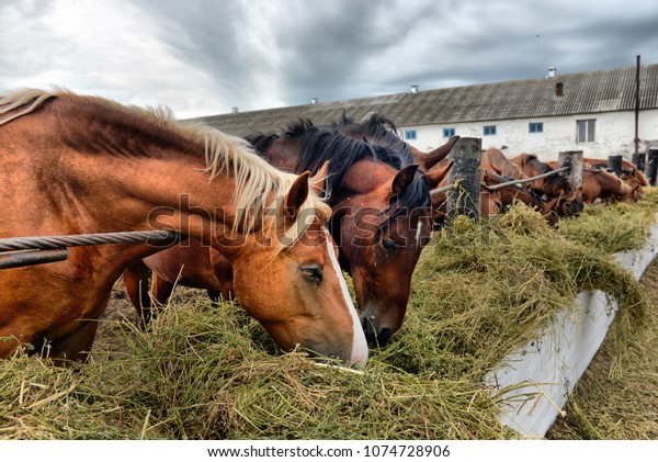 Ecuestre caballo o pony rosa heno heno Alimentador de esquina bar Nuevo * haybar