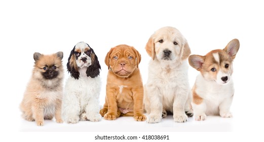 Group Of Purebred Puppies. Isolated On White Background