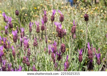 Similar – crested lavender Lavender