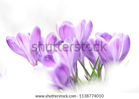 violet Nature Spring