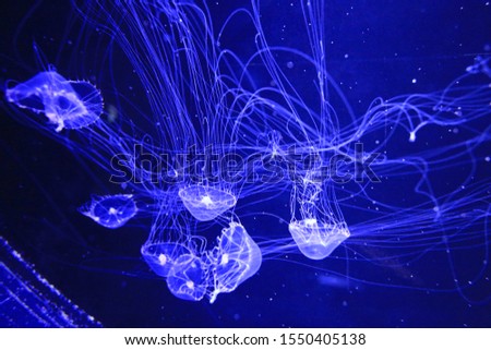 Similar – Image, Stock Photo Under the sea… Sea water