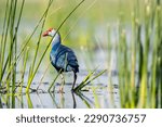 A group of Purple moorhen wading through the shallow waters inside Nalsarovar Bird Sanctuary during a boat safari