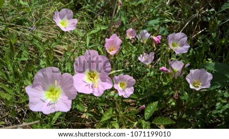 Group of purple pink wildflowers