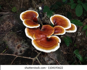 Group of queen of mushroom(Reishi mushrooms, Lingzhi mushrooms, Ganoderma lucidum)