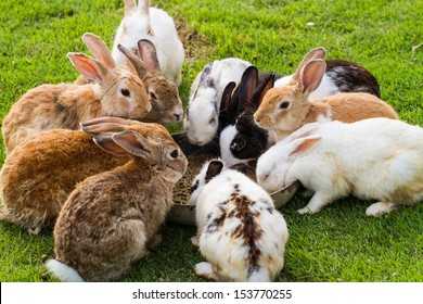 Group of rabbits eating food in the garden