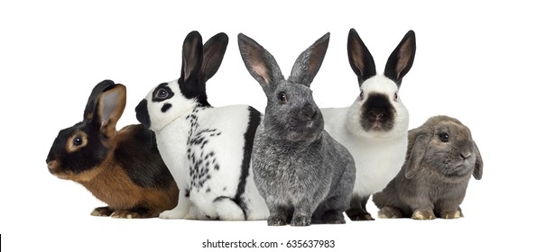 Group Of Rabbits, Isolated On White