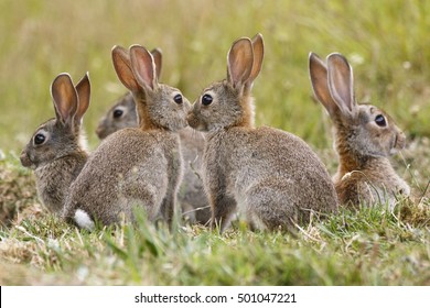 Eine Gruppe Kaninchen sitzt direkt vor ihren Warren in einem innerstädtischen Park, Auckland, Neuseeland