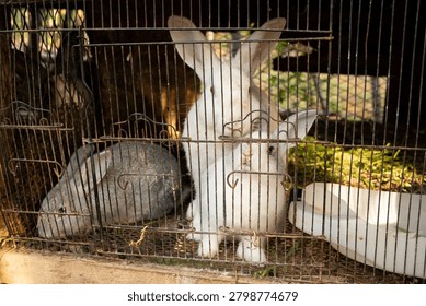 Group of rabbits staying inside a rusty wire cage on a farm