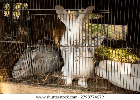 Group of rabbits staying inside a rusty wire cage on a farm