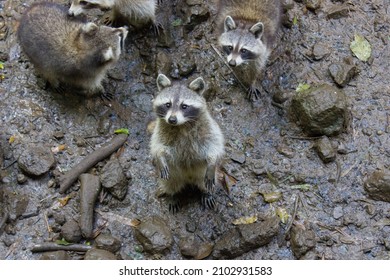 Group Racoons Mud Stock Photo 2102931583 | Shutterstock