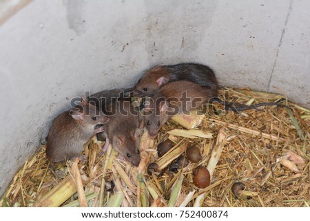 group of rats and food in cement tube at farm,the new business in Thailand