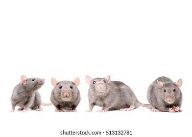 The Group Of Rats Isolated On White Background