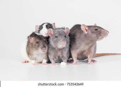 Group Of Rats Sitting Front Of White Background