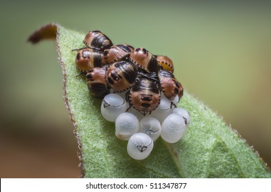 Group Of Recently Hatched Insects (true Bugs) On A Leaf.