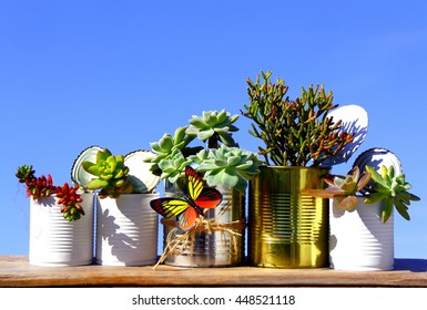 Group of recycled cans. Five lined recycled cans with various succulent plants over wood board on blue sky. 