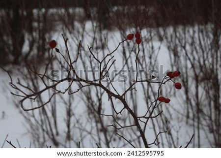 A group of red berries on a tree