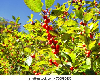 A Group Of Red Cherries Trees On Bear Mountain In Autumn New England Connecticut United States.