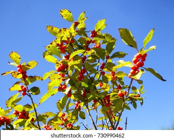 A Group Of Red Cherries Trees On Bear Mountain In Autumn New England Connecticut United States.