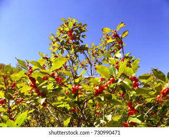 A Group Of Red Cherries Trees On Bear Mountain In Autumn New England Connecticut United States.