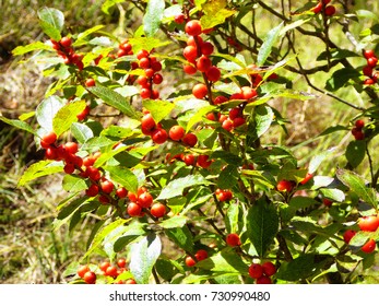 A Group Of Red Cherries Trees On Bear Mountain In Autumn New England Connecticut United States.