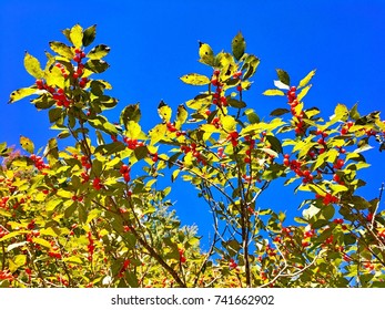 A Group Of Red Cherries Trees On Bear Mountain In Autumn New England Connecticut United States.