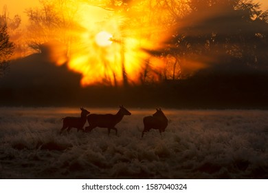 Group Of Red Deer Hinds At Sunrise In Winter, UK