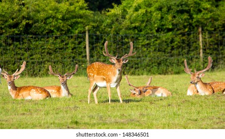 Group Of Red Deer In The New Forest Hampshire England