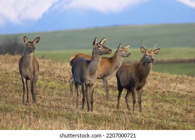 Group Of Red Deer Standing On Dry Grassland In Autumn