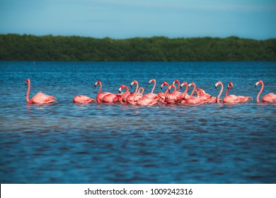 Group of red flamingos at the water. Flamingoes at Celestun Biosphere Reserve, Yucatan, Mexico