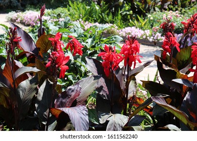 A group of red flowering Australian Canna Lilies in a garden using a bokeh effect