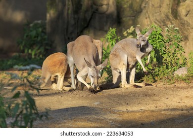 Group Of Red Kangaroo Grazing