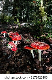 Group of Red mushroom in autumn forest. Poisonous fungi white spotted red toadstool. Amanita muscaria, fly agaric