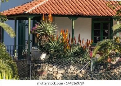 Group Of Red And Yellow Blooming Aloe Flowers - Aloe Arborescens In Small Rural House Garden On Tenerife. Sunny Day. Long Focus Lens.