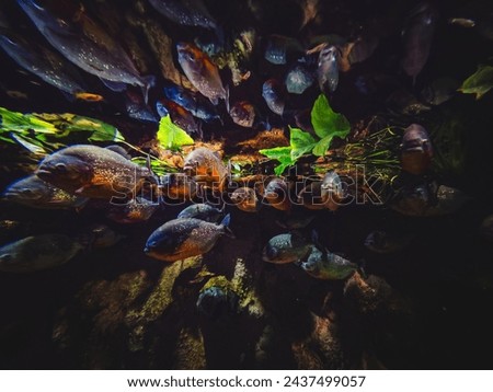 Group of red-bellied piranhas are swimming, bright, stock photo fish in natural conditions. High quality photo