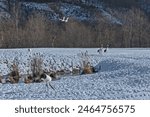 Group of Red-crowned cranes in snow field in Hokkaido, Japan. Akan International Crane Center.