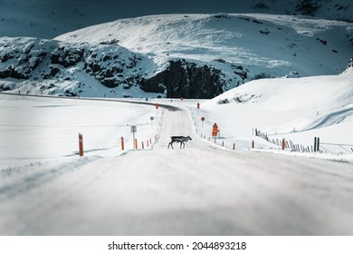 Group of Reindeer on the road in the wild and frozen nature surrounded by snow ,Iceland