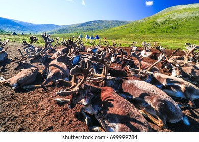 A Group Of Reindeers ,Taiga ,Mongolia