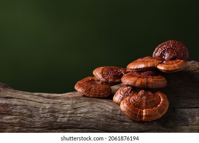 Group of Reishi Mushroom (Lingzhi) on old wood log.