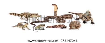 Group of reptiles - asian water monitor, baby crocodile, desert toad, cobra, gila monster, box turtle and Grand Cayman Blue Iguana. Image sized to fit a popular social media header placeholder