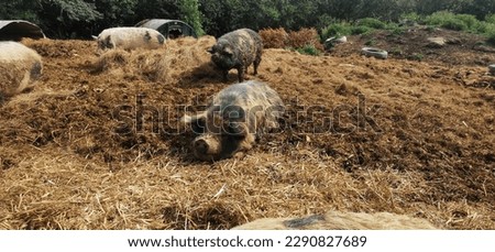 Group of rescue pot belly pigs lazing and grazing in a muddy pen 