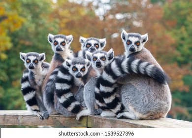 A group of resting lemurs katta 