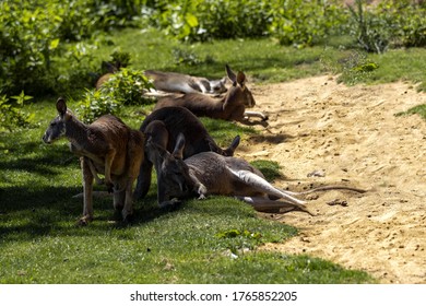 Group Of Resting Red Kangaroo, Macropus Rufus, Resting On Grass