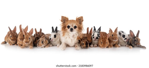 Group Of Rex Rabbits And Dog In Front Of White Background