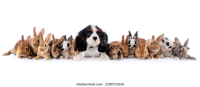 Group Of Rex Rabbits And Dog In Front Of White Background