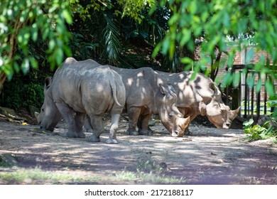 5,784 Rhino group Images, Stock Photos & Vectors | Shutterstock