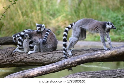 A Group Of Ring Tailed Lemur On A Tree