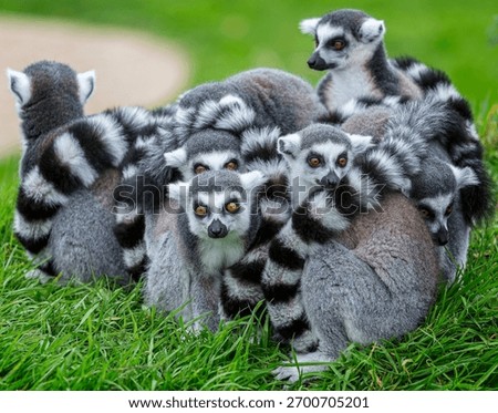 Group of ring tailed lemurs with striking orange eys huddled together with young