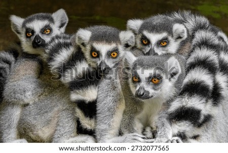 Group of Ring-tailed lemur (Lemur catta) - frontal close-up view 